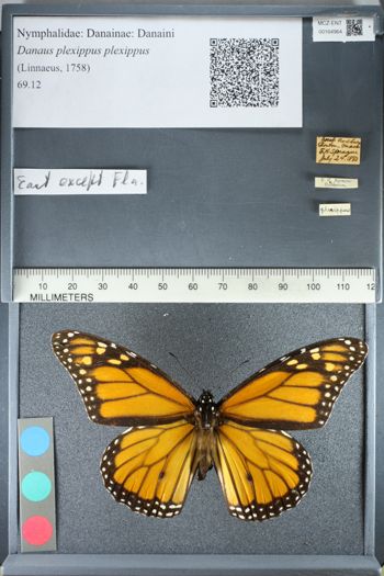 Media type: image;   Entomology 164964
